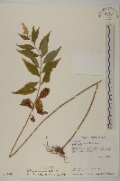 藏品(珍珠蒿、奇蒿)的圖片