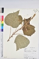 藏品(白匏子)的圖片