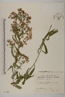 藏品(山白蘭)的圖片