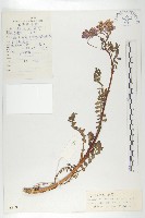 藏品(小葉高汨菜)的圖片