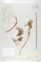 藏品(線葉萊菔)的圖片