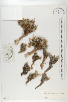 藏品(細葉萊菔)的圖片