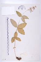 藏品(雲南紅景天)的圖片