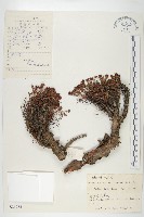 藏品(粗糙紅景天)的圖片