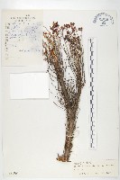 藏品(長鞭紅景天)的圖片