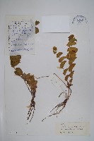 藏品(山草果)的圖片