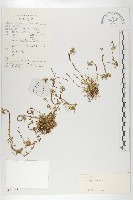 藏品(西藏菥蓂)的圖片