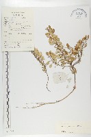 藏品(幹葉無隔芥)的圖片