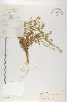 藏品(西藏菥蓂)的圖片