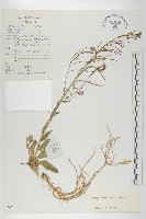 藏品(四川糖芥)的圖片