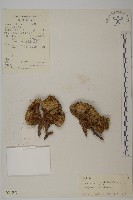 藏品(團狀福祿草)的圖片