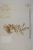 藏品(黃毛無心菜)的圖片