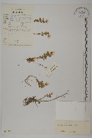 藏品(多柱無心菜)的圖片