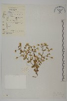 藏品(雲南蚤綴)的圖片