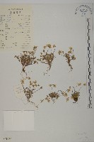 藏品(真齒無心菜)的圖片