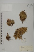 藏品(墊狀繩子草)的圖片