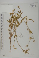 藏品(女婁菜)的圖片