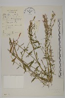 藏品(無鱗繩子草)的圖片