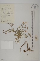 藏品(粉花繩子草)的圖片