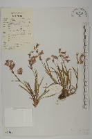 藏品(細蠅子草)的圖片