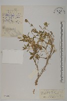 藏品(寬葉變黑繩子草)的圖片