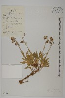 藏品(寬葉變黑繩子草)的圖片