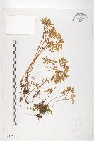 藏品(三芒景天)的圖片