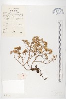 藏品(鏝瓣景天)的圖片