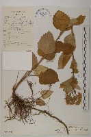 藏品(卷葉黃精)的圖片