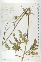 藏品(大頭續斷)的圖片