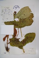 藏品(穿心蓮子藨)的圖片