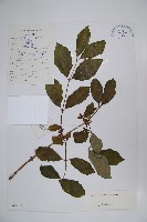 藏品(齒葉忍冬)的圖片