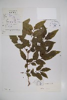 藏品(柳葉忍冬)的圖片