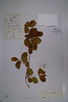 藏品(毛花忍冬)的圖片