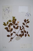 藏品(毛花忍冬)的圖片