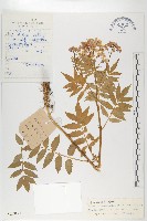 藏品(多葉碎米薺)的圖片