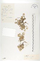 藏品(中甸葶藶)的圖片