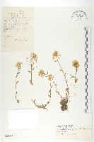 藏品(山菜葶藶)的圖片