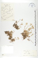 藏品(山菜葶藶)的圖片