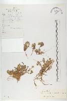 藏品(總苞葶藶)的圖片