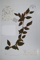 藏品(高山樺)的圖片