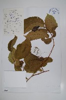 藏品(華榛)的圖片