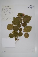 藏品(華榛)的圖片