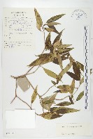 藏品(中華青莢葉)的圖片