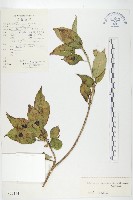 藏品(西藏青莢葉)的圖片