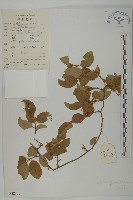 藏品(哥蘭葉)的圖片