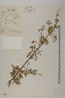 藏品(小衛矛)的圖片