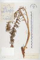 藏品(壯健紅景天)的圖片