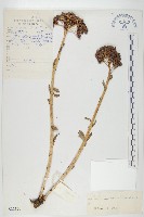 藏品(紫綠紅景天)的圖片