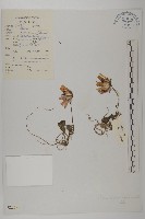 藏品(紅頭垂頭菊)的圖片